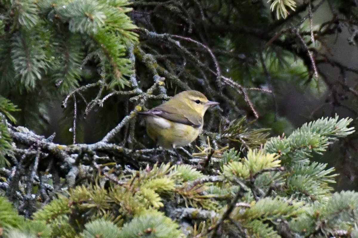 Tennessee Warbler - ML641484961