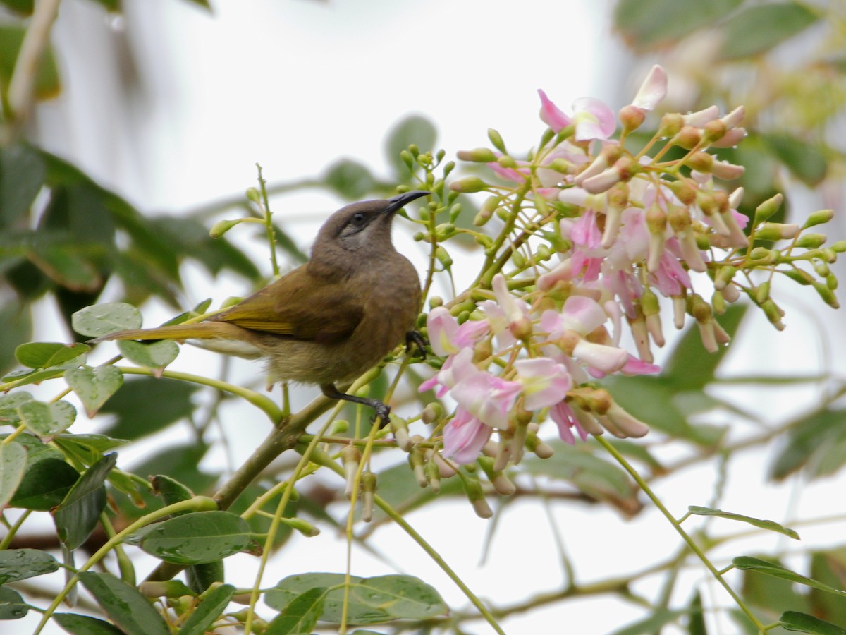 Dark-brown Honeyeater - ML641484963