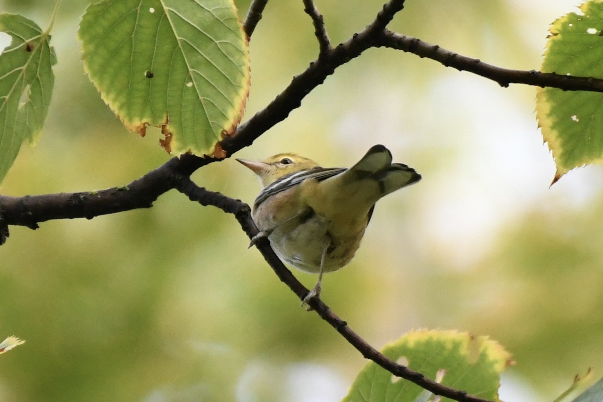 Bay-breasted Warbler - ML641484975