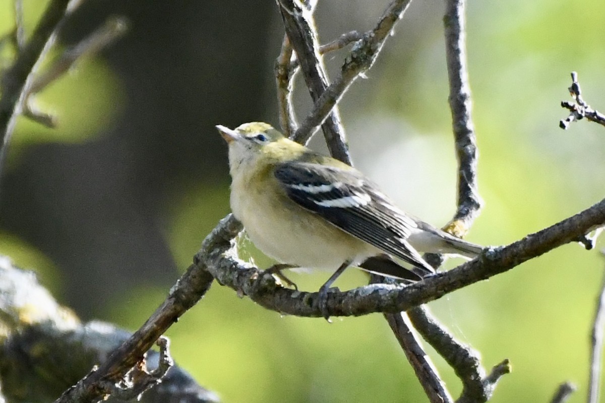 Bay-breasted Warbler - ML641484981