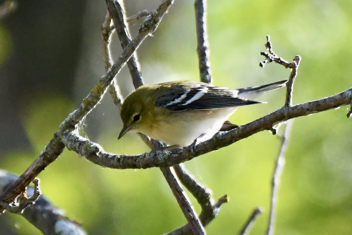 Bay-breasted Warbler - ML641484982