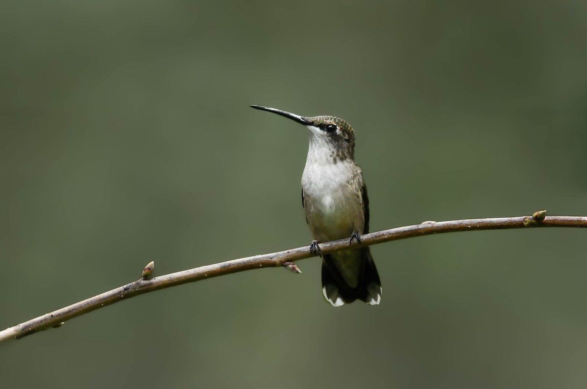 Ruby-throated Hummingbird - ML641484985