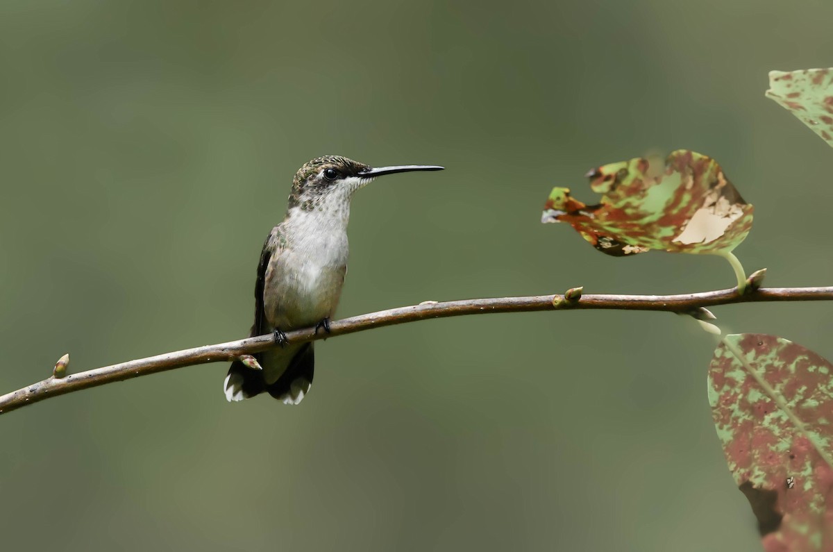 Ruby-throated Hummingbird - ML641484998