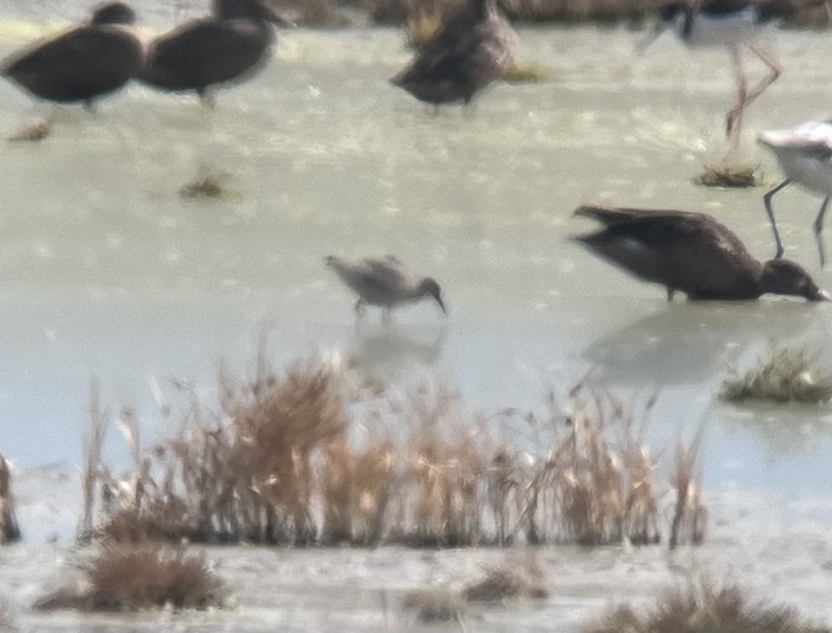 Red Knot - ML641485005