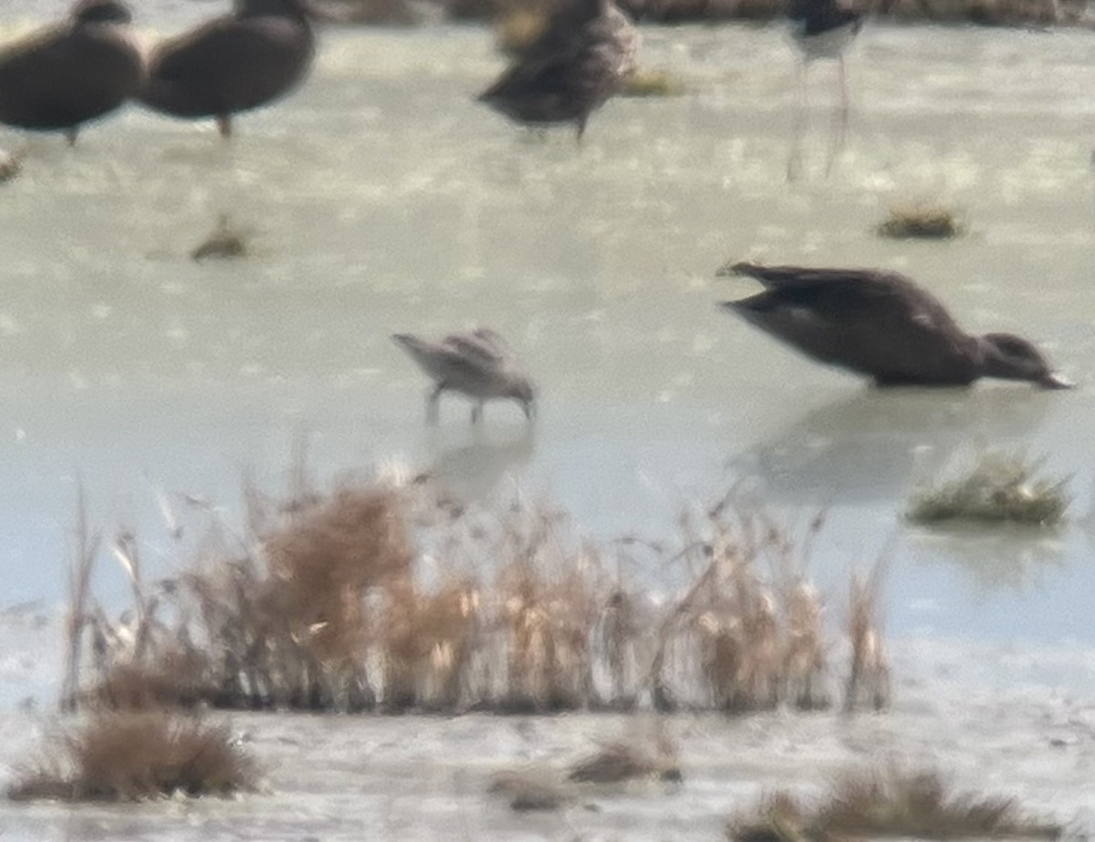 Red Knot - ML641485006