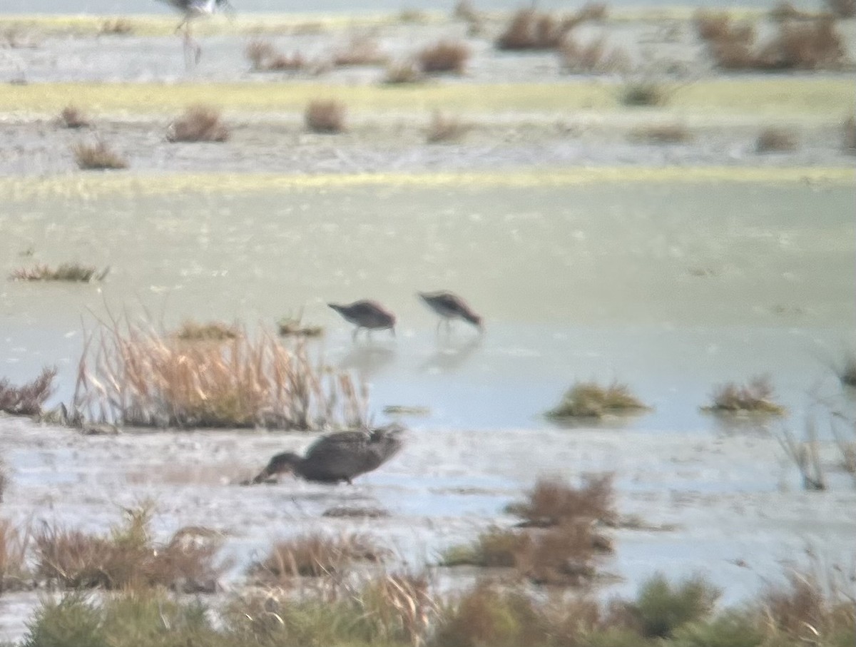 Red Knot - ML641485007