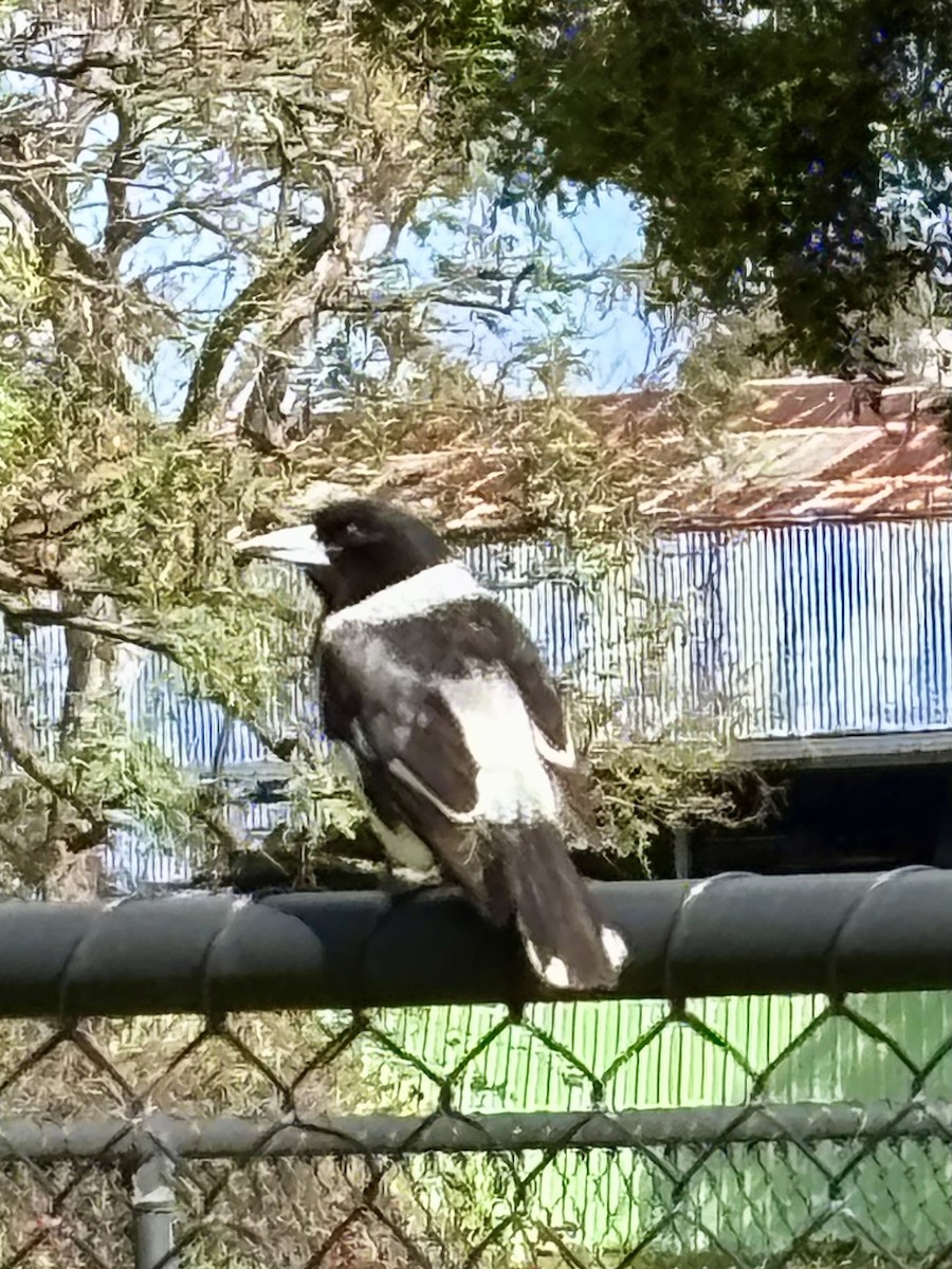 Pied Butcherbird - ML641485015