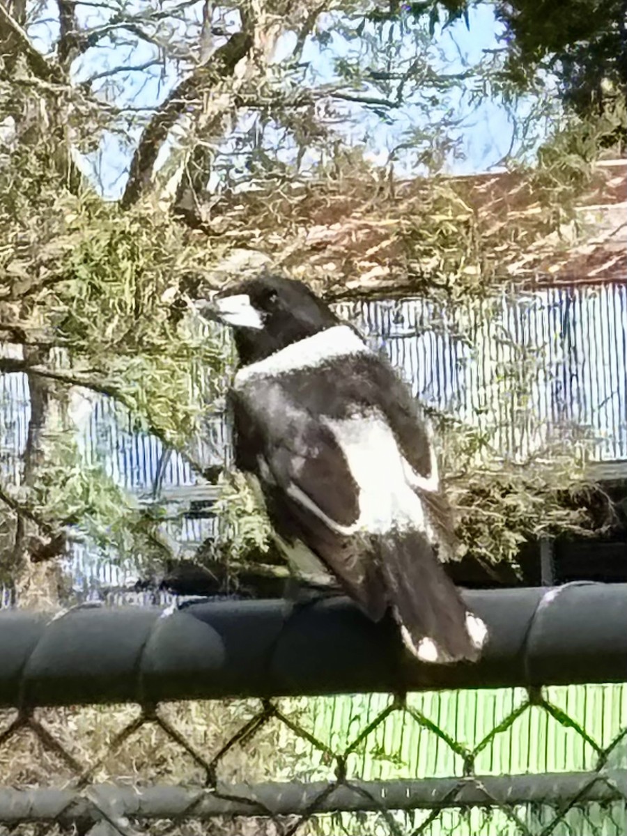 Pied Butcherbird - ML641485016