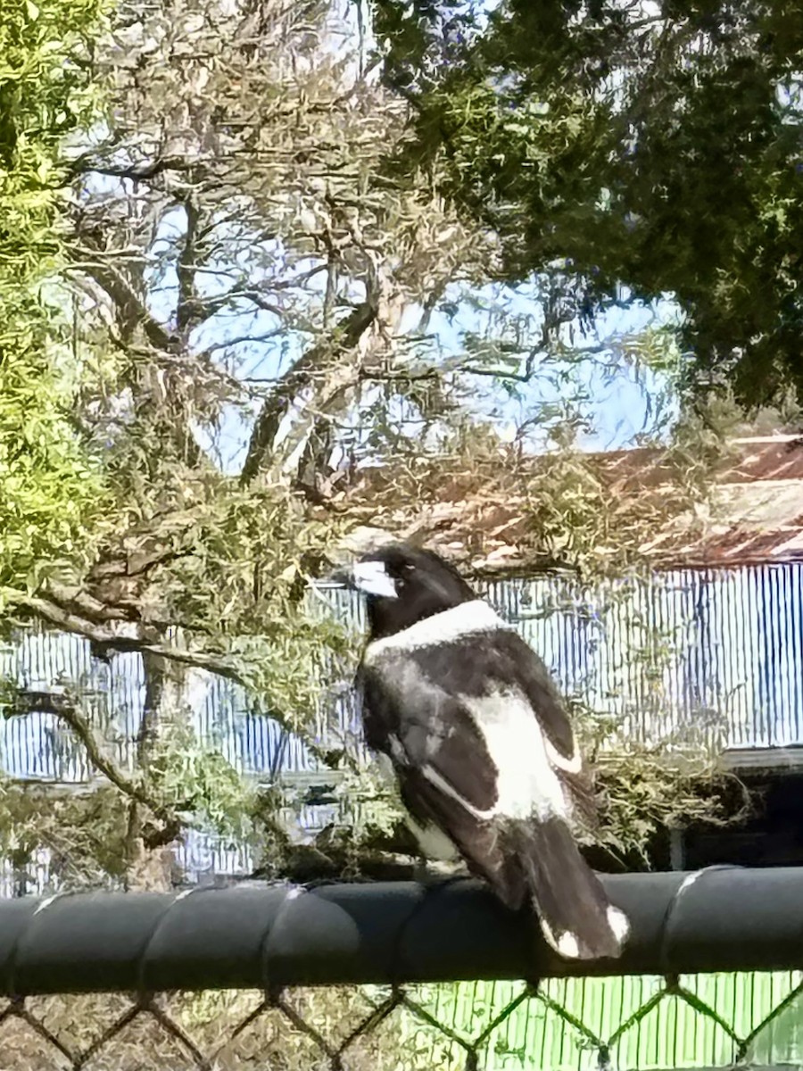 Pied Butcherbird - ML641485017