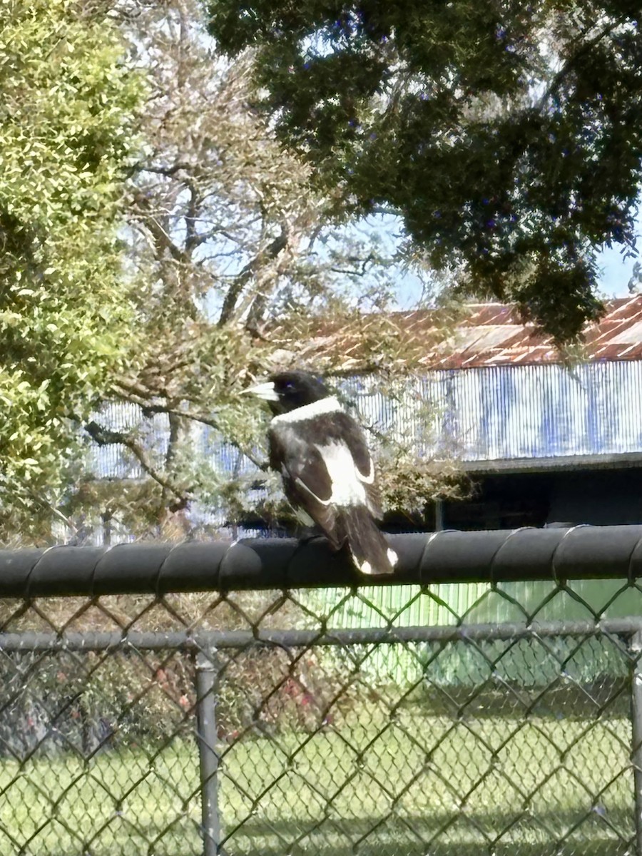 Pied Butcherbird - ML641485018