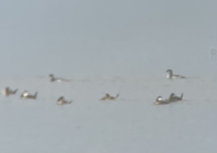 Horned Grebe - ML641485021