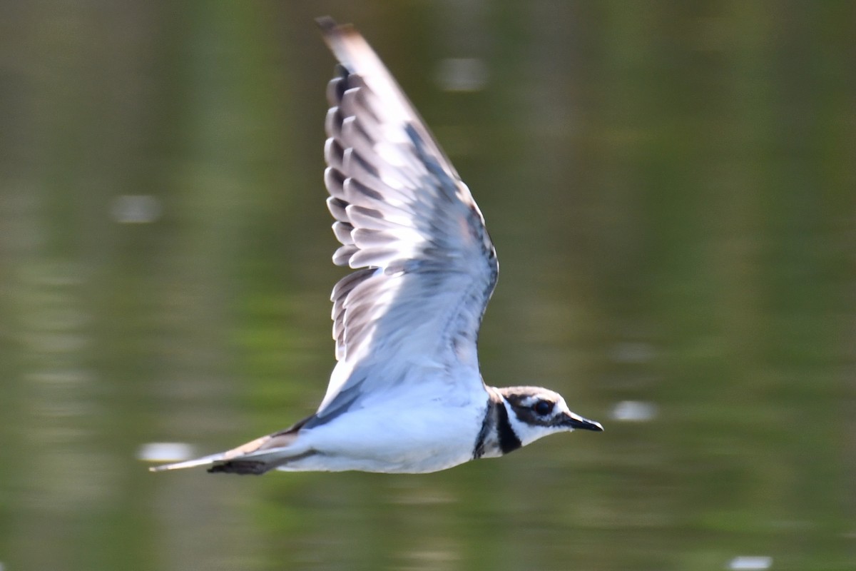 Killdeer - ML641485022