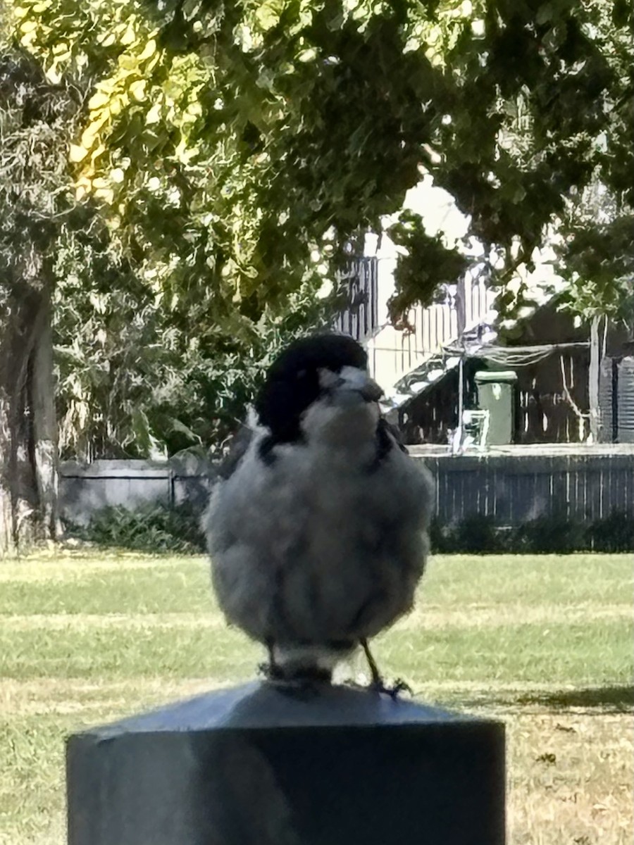 Gray Butcherbird - ML641485024