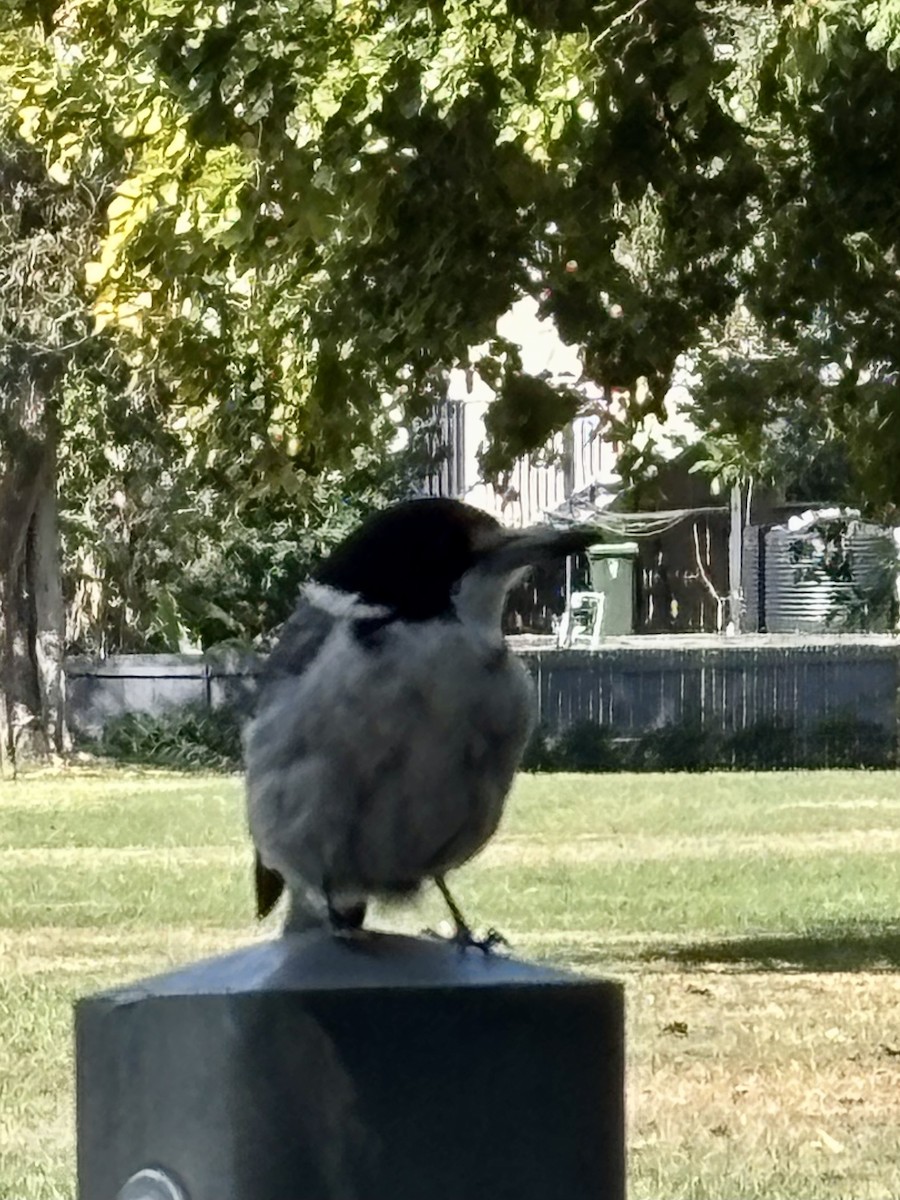 Gray Butcherbird - ML641485025