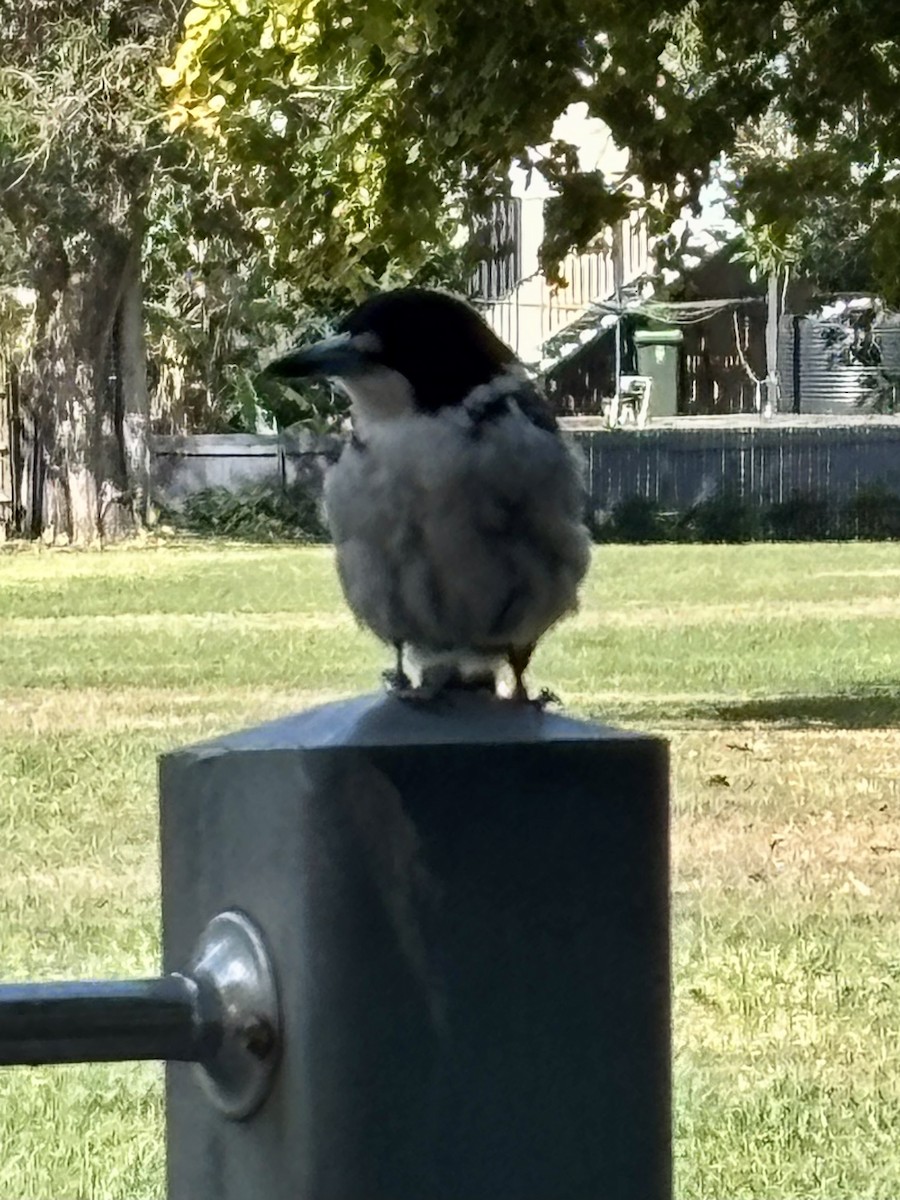 Gray Butcherbird - ML641485026