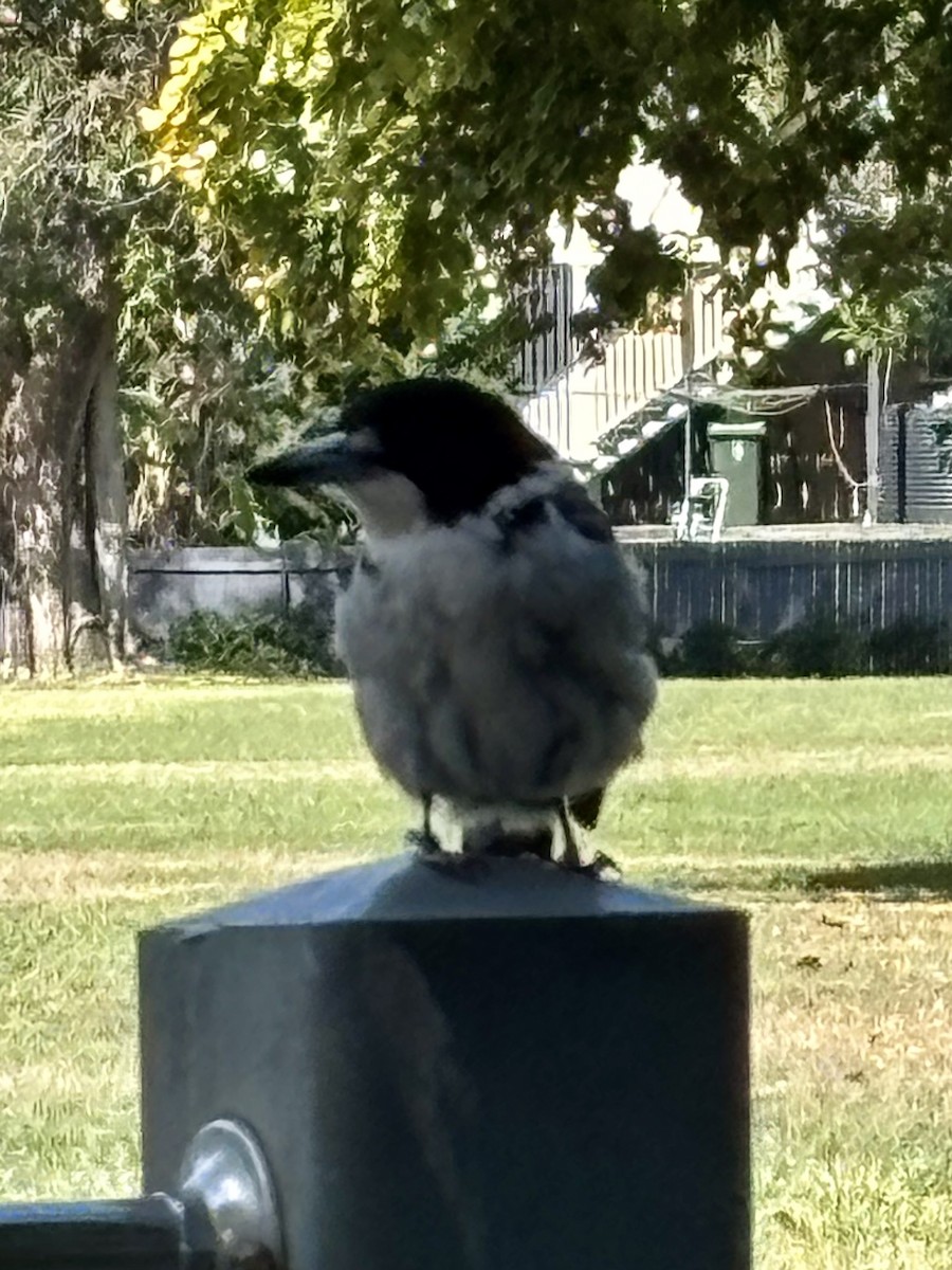Gray Butcherbird - ML641485027