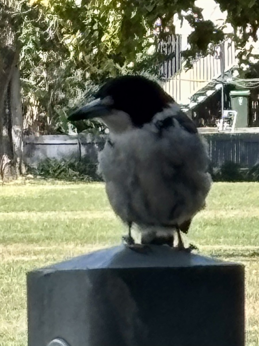 Gray Butcherbird - ML641485028