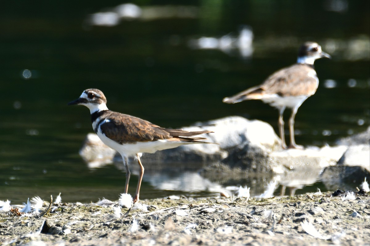 Killdeer - ML641485030