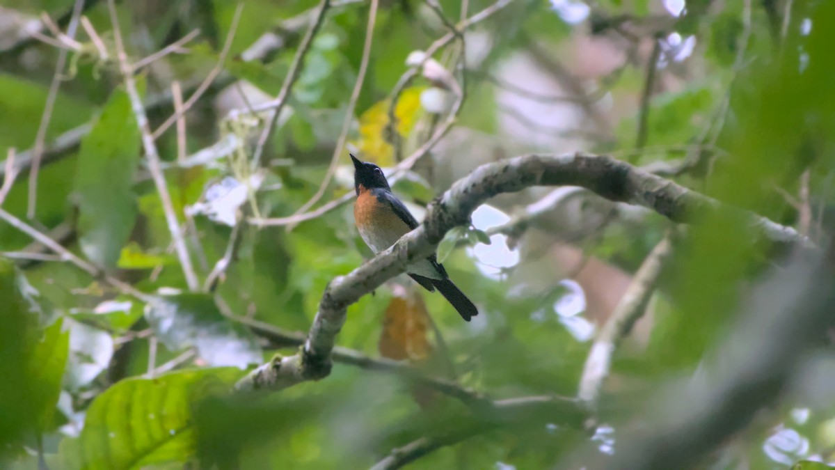 Hainan Blue Flycatcher - ML641485031