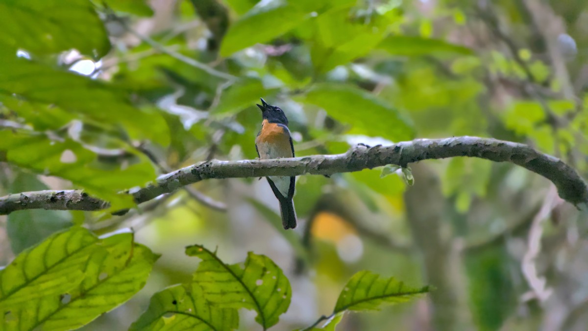 Hainan Blue Flycatcher - ML641485032