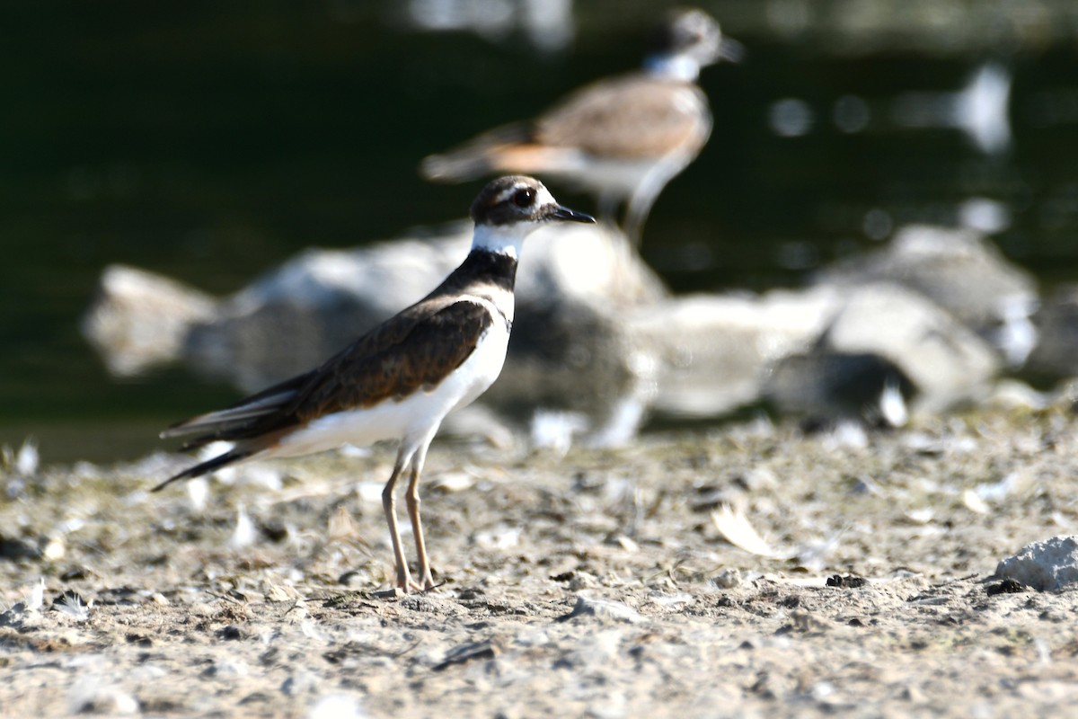 Killdeer - ML641485034