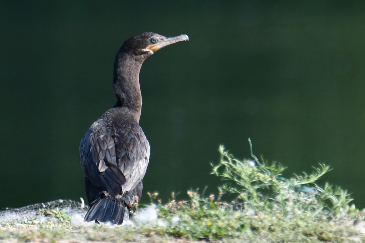 Neotropic Cormorant - ML641485047