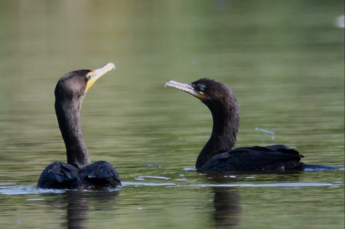 Neotropic Cormorant - ML641485056