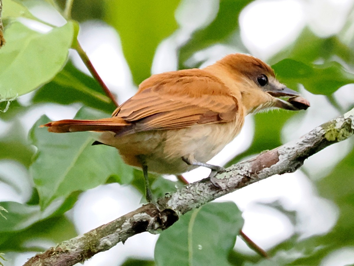 Cinnamon Becard - ML641485061