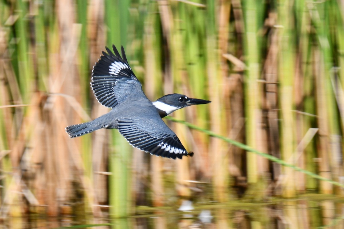 Belted Kingfisher - ML641485063