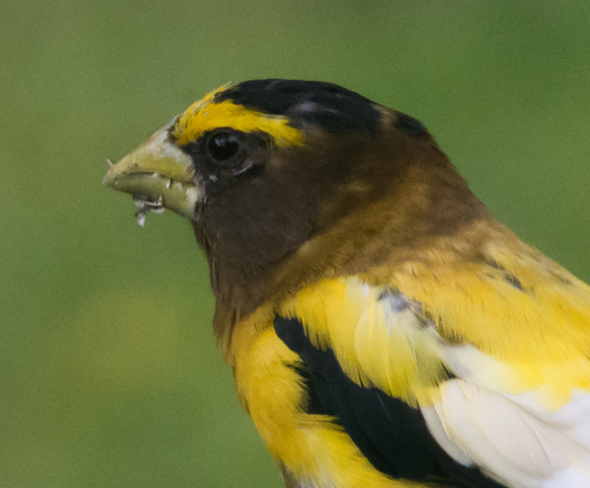Evening Grosbeak - ML641485065