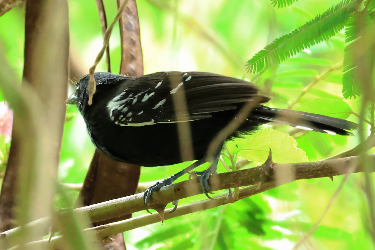 Jet Antbird - ML641485073