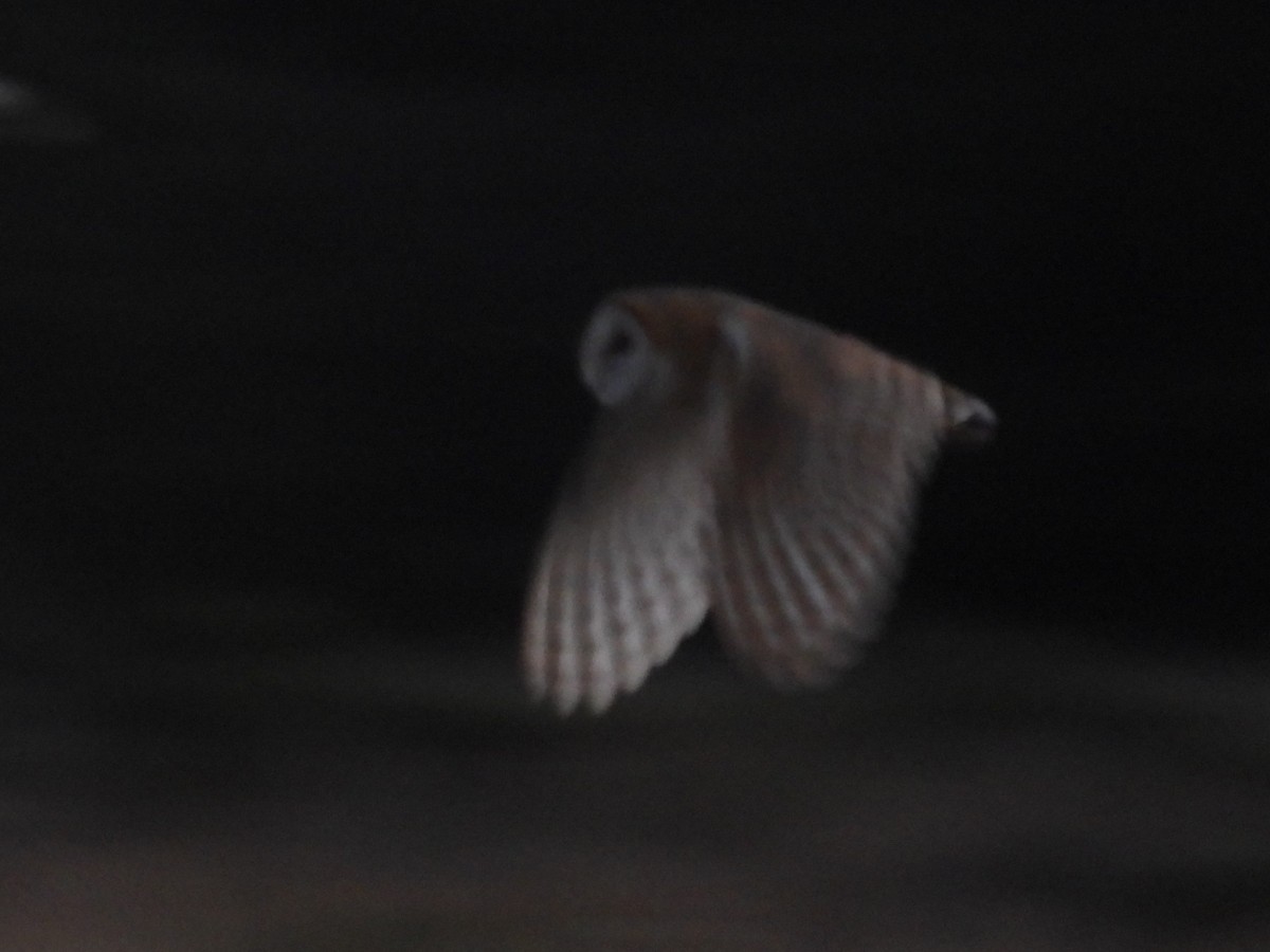 American Barn Owl - ML641485074