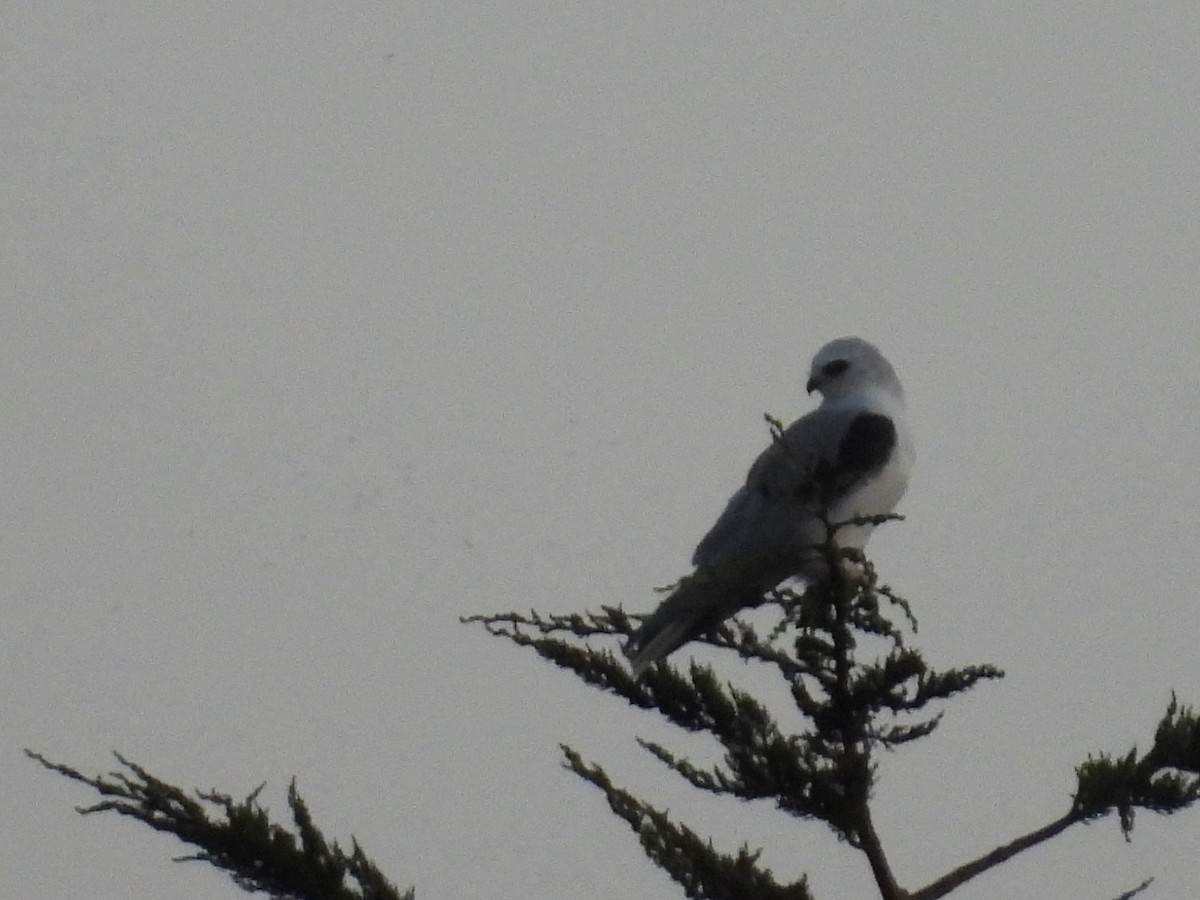White-tailed Kite - ML641485101