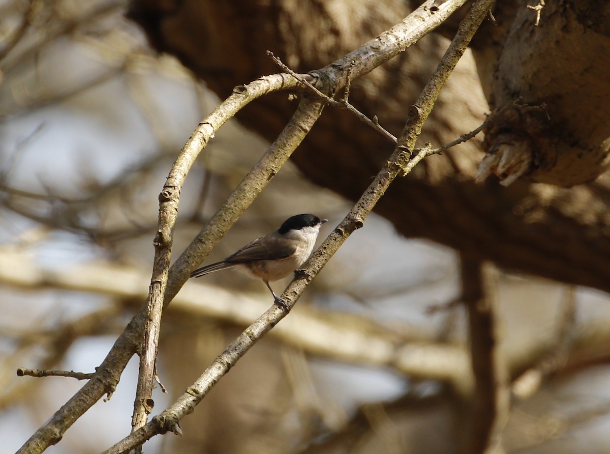 Kayın Baştankarası - ML641485107
