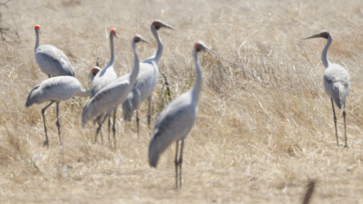 Brolga - ML641485181