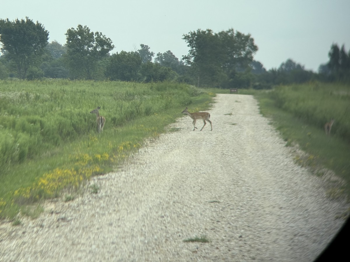 Animali - ML641485188