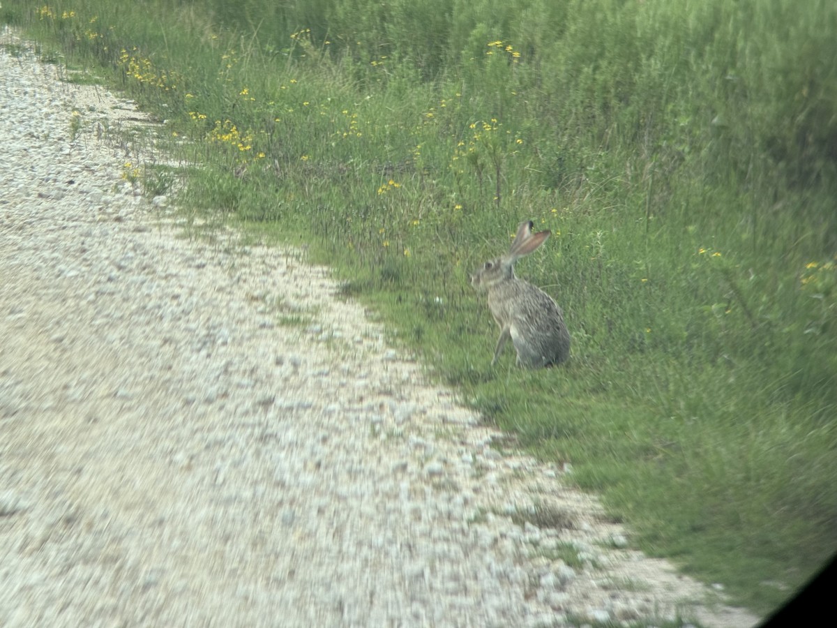 Animali - ML641485189