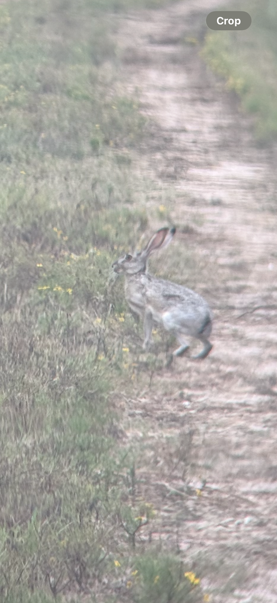 Animali - ML641485191