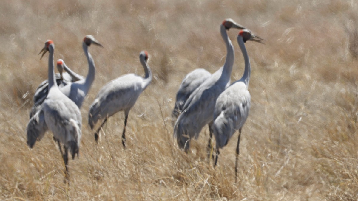 Brolga - ML641485197