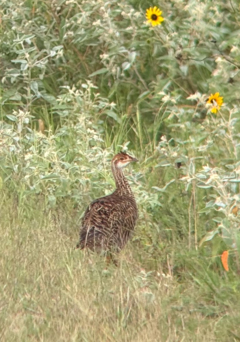 Greater Prairie-Chicken - ML641485199