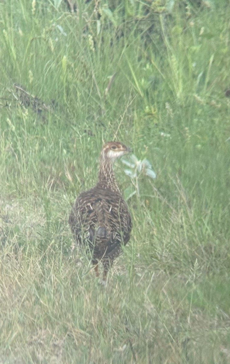 Greater Prairie-Chicken - ML641485200