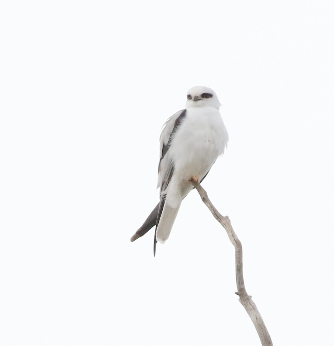 Black-shouldered Kite - ML641485202