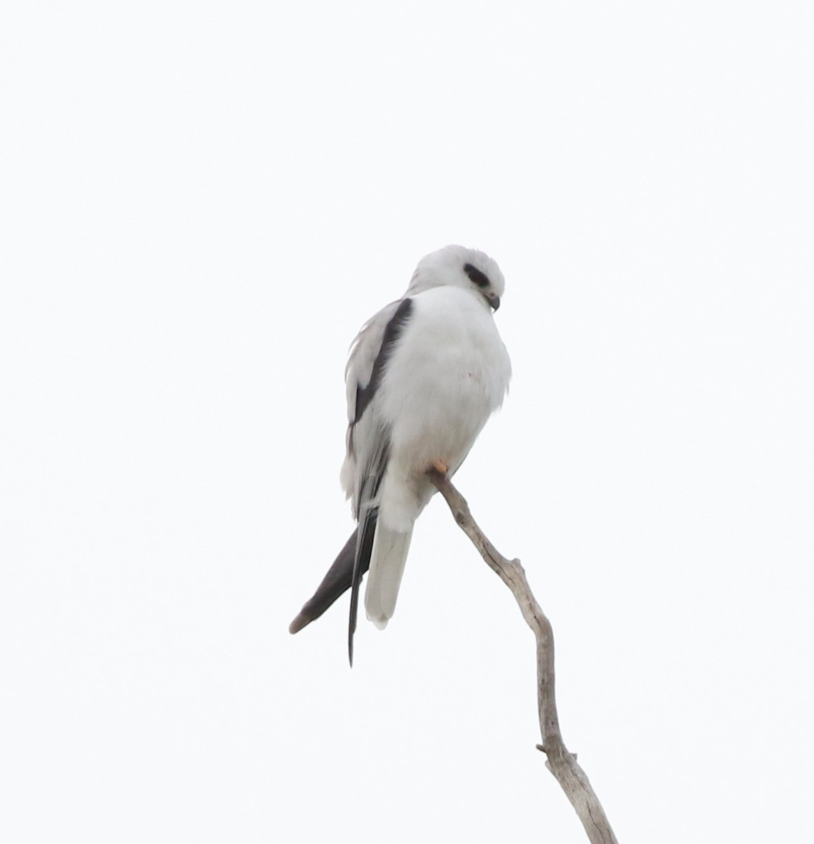 Black-shouldered Kite - ML641485203