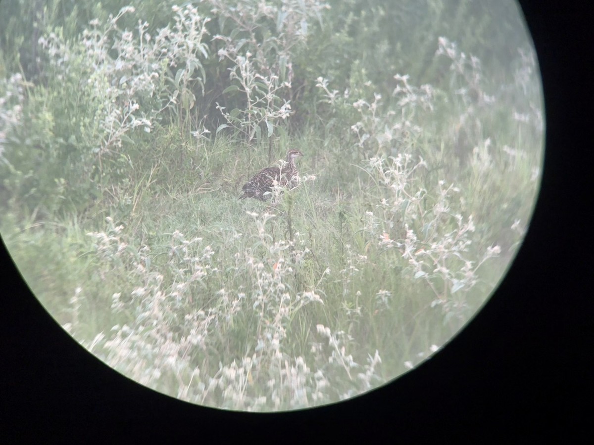 Greater Prairie-Chicken - ML641485223