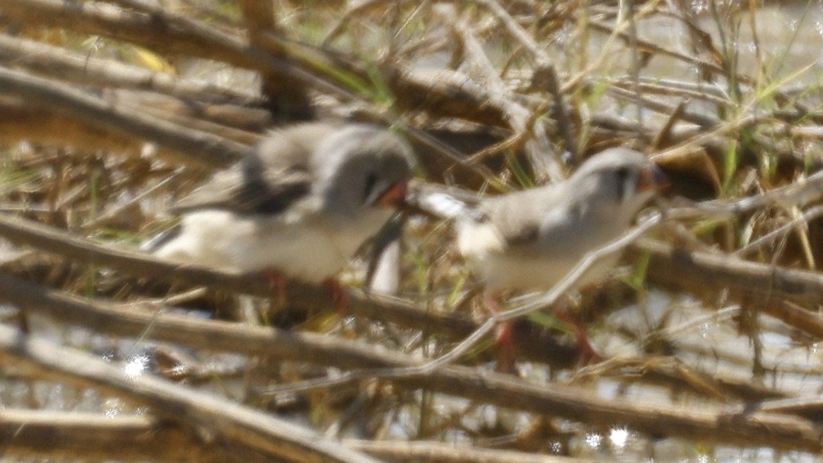 Zebra Finch - ML641485228