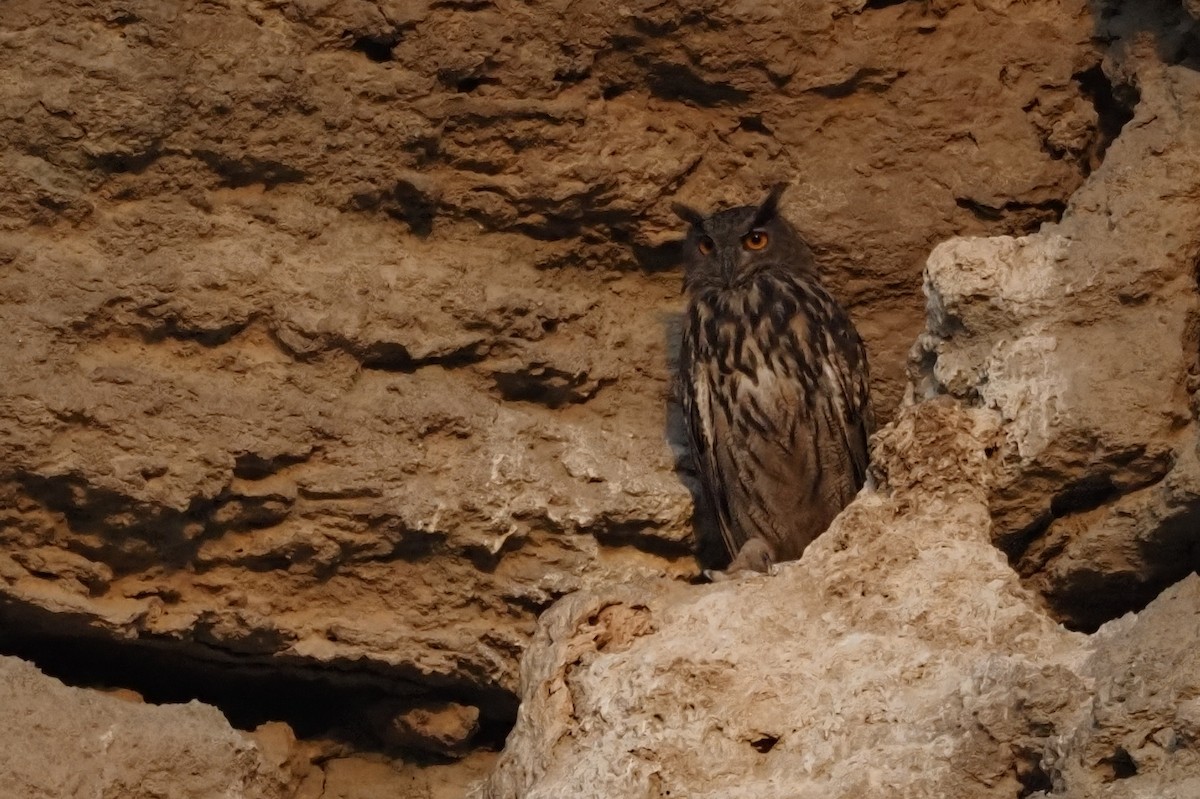 Eurasian Eagle-Owl - ML641485408