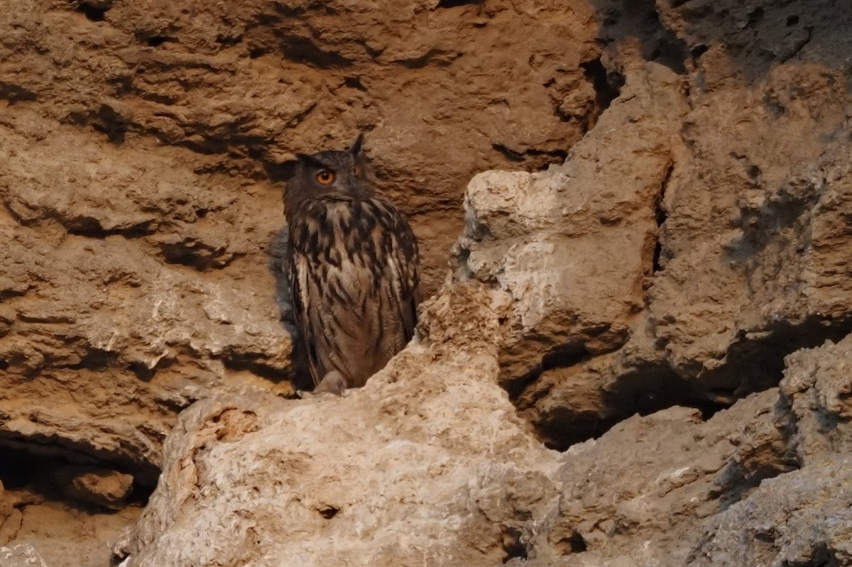 Eurasian Eagle-Owl - ML641485409