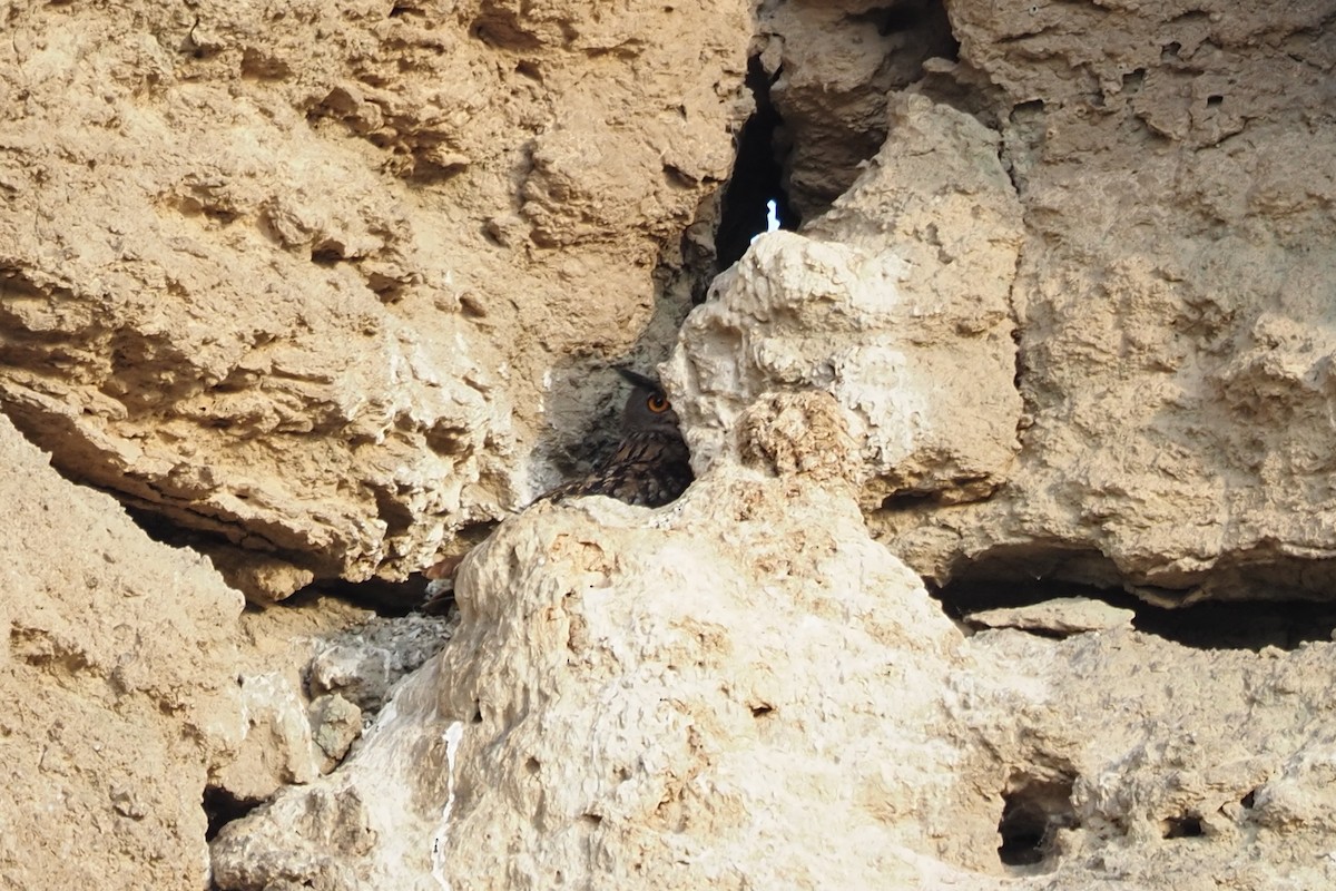 Eurasian Eagle-Owl - ML641485410