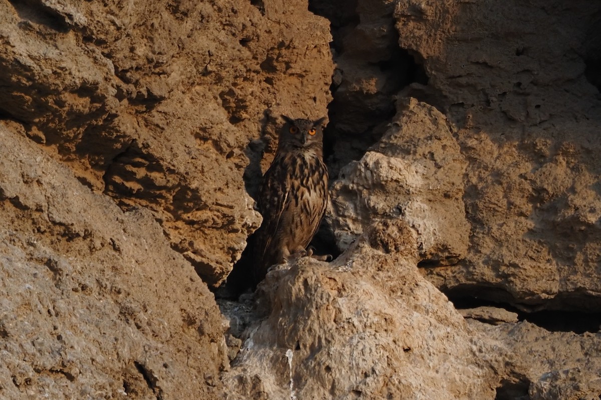 Eurasian Eagle-Owl - ML641485411