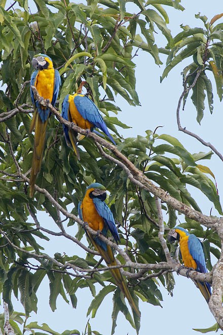Blue-and-yellow Macaw - ML641485422